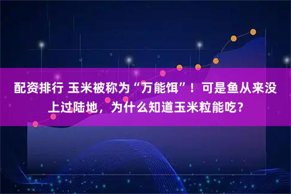 配资排行 玉米被称为“万能饵”！可是鱼从来没上过陆地，为什么知道玉米粒能吃？